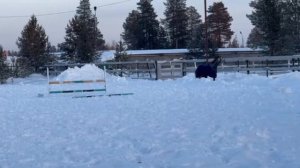 Мне подарили лошадь