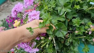 Какие цветы черенкую осенью