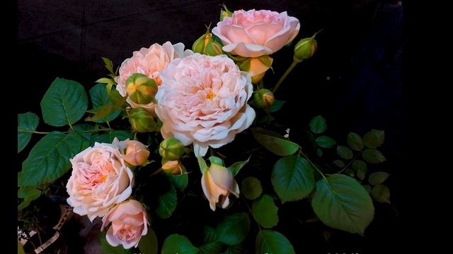Розы Дэвида Остина 17 сортов.Timelapse Rose 4К.