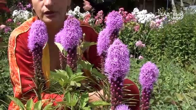 Неприхотливые цветы. Лиатрис. Сайт "Садовый мир"