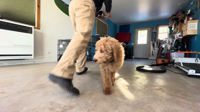 Working on 4 month old puppy cues: "stay", "break", "come", "nope", "good" and a little "quit" смотреть онлайн