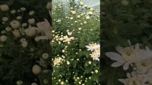 Хризантемы Балтика Уайт 17 октября