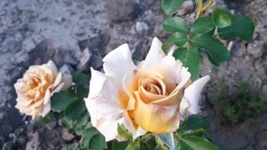 Роза Хани Дижон (Honey Dijon )