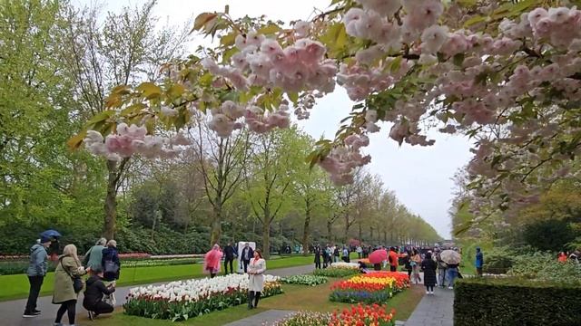 Королевский парк тюльпанов в Голландии 2023 ## Keukenhof #Holland смотреть онлайн