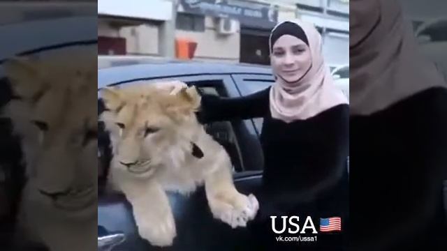 Это не лев, это кошка?? смотреть онлайн