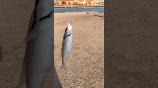 Они эту рыбу еще и едят #египет #путешествия #красноеморе #рыбалка #рыба #морскаярыбалка смотреть онлайн