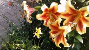 САМЫЕ КРАСИВЫЕ ЛИЛИИ. ИМПЕРАТРИЦА САДА