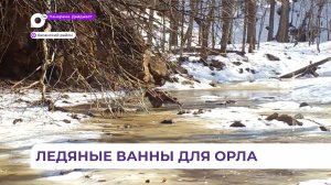 Купания редкого «орла-моржа» впервые зафиксировано в заповеднике «Кедровая падь» в Приморье