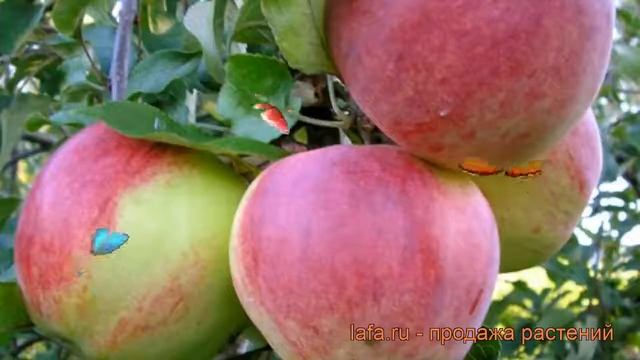 Яблоня обыкновенная Бессемянка Мичуринская ? обзор: как сажать, саженцы яблони смотреть онлайн