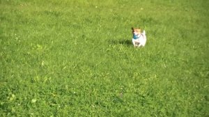 Воспитание щенка Джек Рассел терьера http://dogclass.ru/