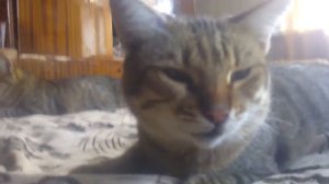 Мой кот кашляет