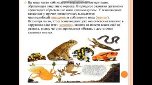 Покровы и их производные. Эволюция и строение покровов у позвоночных животных. Разнообразие строени