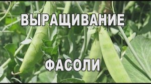 Фасоль. Агрохолдинг для ЧАЙНИКОВ.