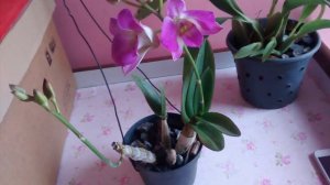 Primeira floração  Cattleya Blc Salmon tak