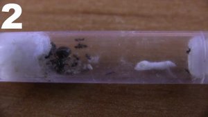 3 Способа поймать матку муравьев