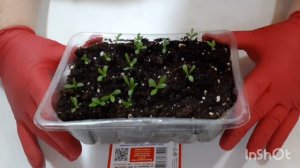 Ромашка комнатная из семян. Всходы #нивяниккомнатный#ромашкаизсемян