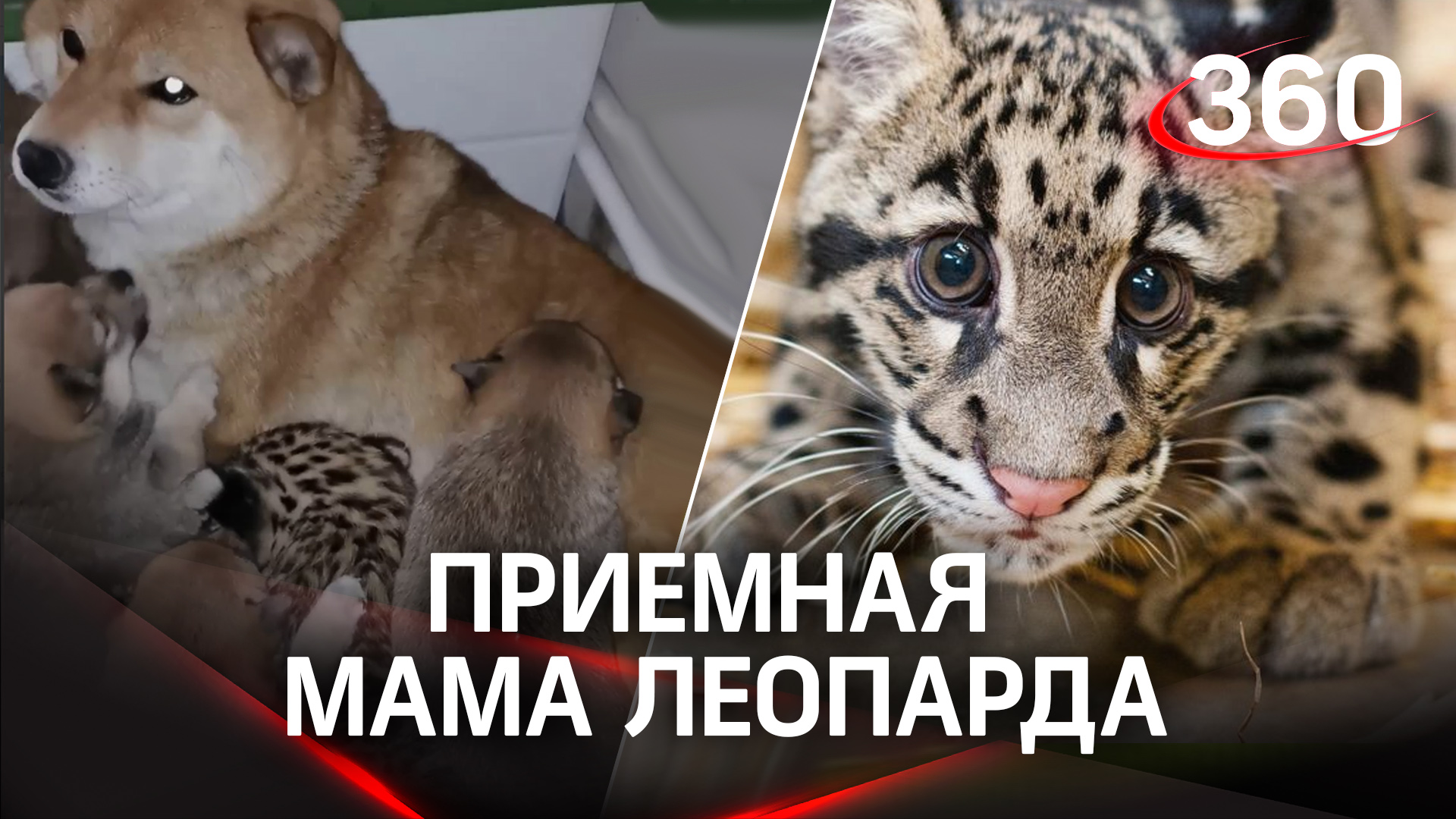 Собака стала приемной мамой для детеныша леопарда