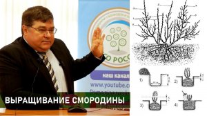 Как вырастить смородину. Посадка, размножение, подкормка, уход, болезни и вредители. Новые сорта.