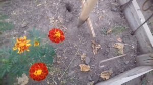 Приспособление для посадки чеснока .Сажаем чеснок.