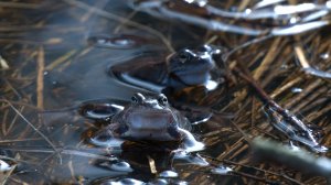 Дикие выходные с Павлом Глазковым. 30 марта