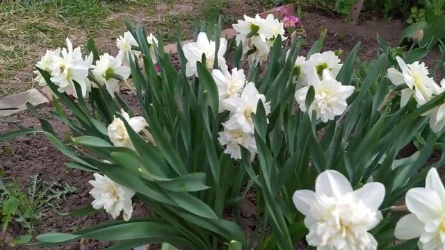 ТЮЛЬПАНЫ И НАРЦИССЫ. МОЯ КОЛЛЕКЦИЯ. смотреть онлайн