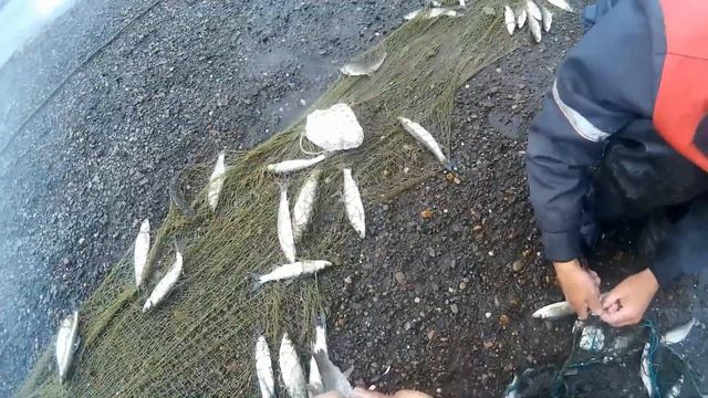 Эвенкия, Эконда, Вилюй, ловля крупных ельцов бреднем (Неводом) смотреть онлайн