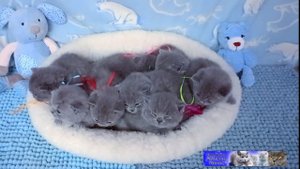 Милоты много не бывает. Помет голубых британских котят