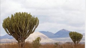 Природные зоны Африки. География 7 класс.