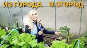 ОБРАБОТКА ТОМАТОВ ДЛЯ ЛУЧШЕГО ПЛОДОНОШЕНИЯ
