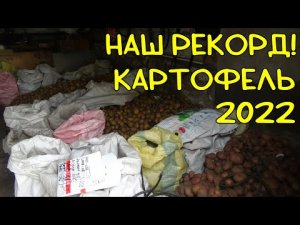 Картофель 2022 | копаем картофель мотоблоком Нева МБ2 | отличный урожай