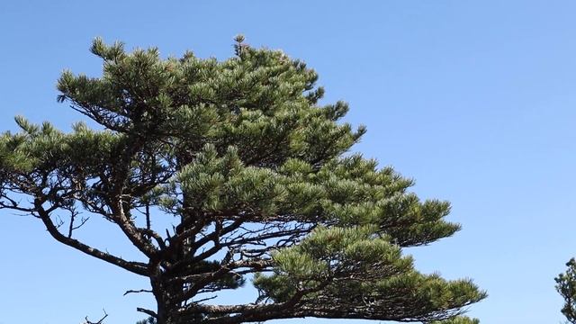 Уссурийская тайга ...Приморский край ... смотреть онлайн