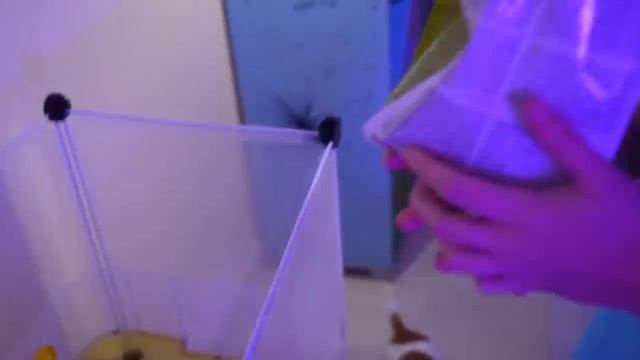 НОЧЬ В КОМНАТЕ ПИТОМЦЕВ МИСТИКА
