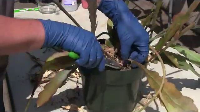 Trimming Epiphyllum plants смотреть онлайн