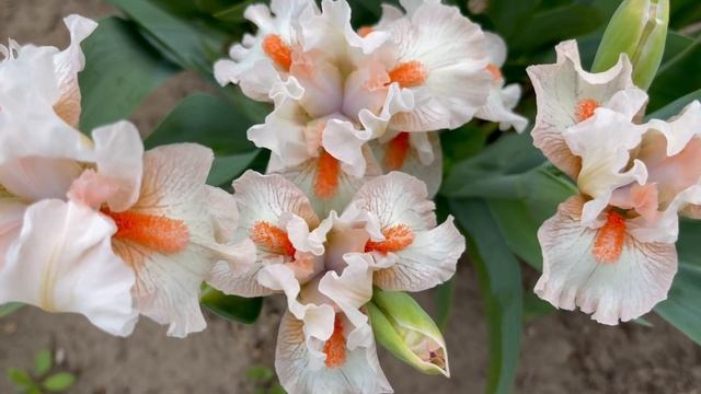 Обзор сорта карликового ириса IT'S A SMALL WORLD, P. Black’ 2016 смотреть онлайн