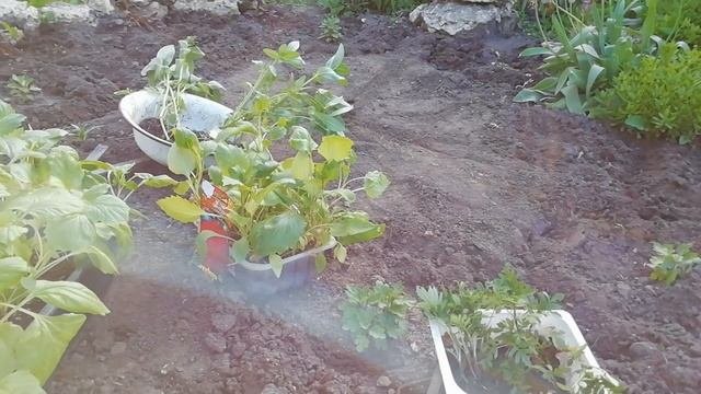 КЛУМБА НЕПРЕРЫВНОГО ЦВЕТЕНИЯ. Садовые КОМПОЗИЦИИ ИЗ ОДНОЛЕТНИКОВ. КРАСИВЫЙ ЦВЕТНИК своими руками.