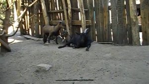 Условия содержания камерунских коз мини козочки на прогулке бодание чесание отдых жизнь камерунок