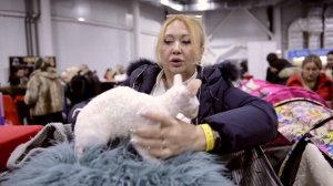 Корниш-рекс - кошка, которую невозможно обидеть