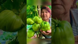 ?ОБЗОР КРУПНОПЛОДНЫХ КОЛЛЕКЦИОННЫХ СОРТОВ ТОМАТОВ| ?Польская слива Тетушки Сварло?