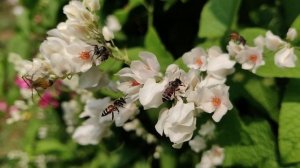 Как вышивать по Саге ?Что за " Зверь" такой?