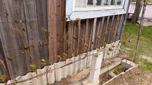Быстрое во становление кустов винограда,на плодоношение.После заморозка.