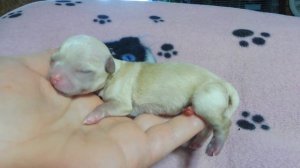 Трудные РОДЫ у #чихуахуа Милы 09.06.23 #новорожденный ЩЕНОК #chihuahualove  +7 921 595 08 48