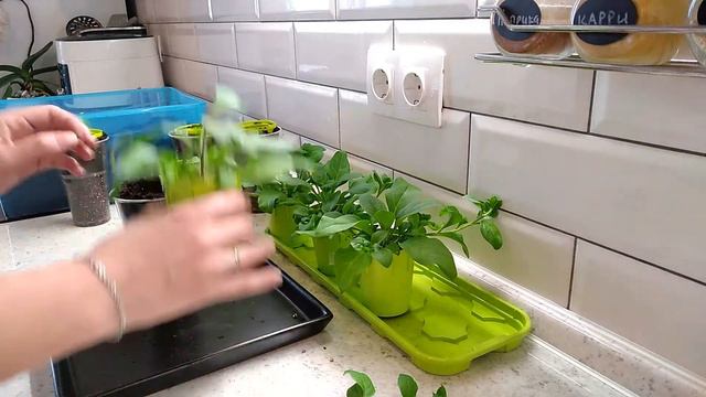 ПЕТУНИЯ - ЛЕГКО! Пересаживаю ампельную петунию в большие стаканы