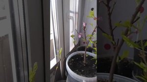 Зимовка экзотов дома. Цветение персика.