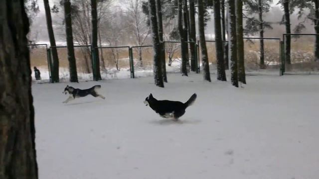 ЛЕОН И АЙСИ ХАСКИ смотреть онлайн