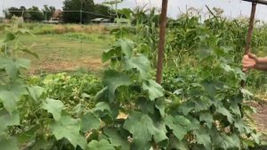 Отзыв об ОГУРЦАХ | Осмокот 5-6 мес, Нутривант+Овощной 6-18-37 | УДОБРЕНИЯ 21 ВЕКА | АНАЛОГОВ НЕТ