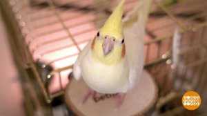 Свободу попугаям! Доброе утро. Фрагмент выпуска от 16.03.2023