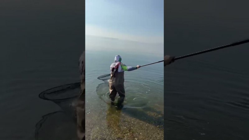 Sea of Galilee Carpfishing #carpfishing #carp #shorts