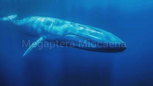 Кто такой Горбатый Кит🐳Интересные и Малоизвестные факты о Горбатом Ките🔥 AnyWild