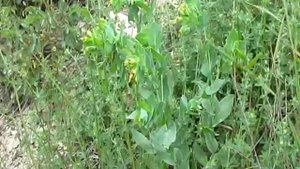 Cerinthe minor | Восковник малый (дикорастущие растения Черноморского побережья Кавказа)