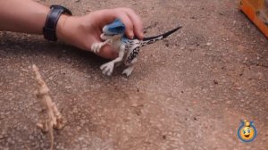 T-Rex Giant Life Size Dinosaur & Park Ranger Aaron with Dinosaur Surprise Toys Opening